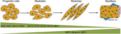 RNA-Binding Proteins in the Post-transcriptional Control of Skeletal Muscle Development, Regeneration and Disease